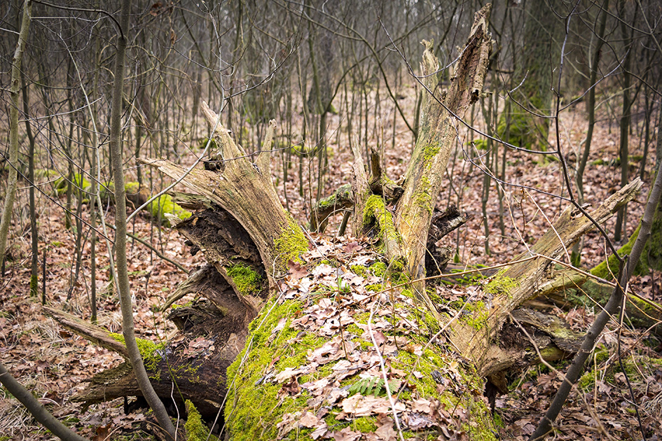 Im Wald zwischen Winter und Frühjahr