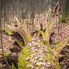 Im Wald zwischen Winter und Frühjahr