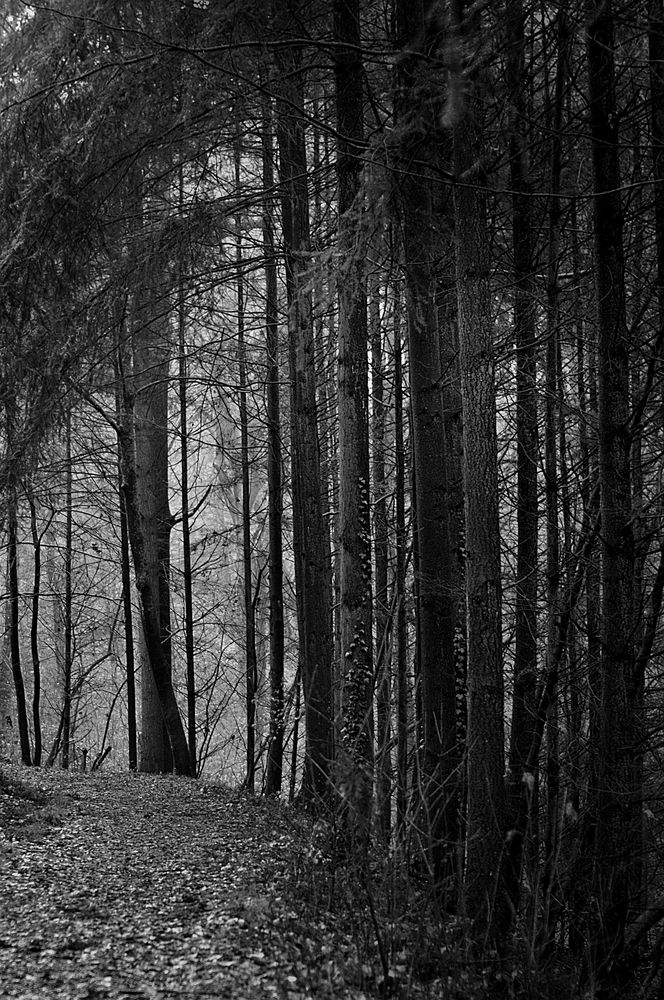 Im Wald(2)