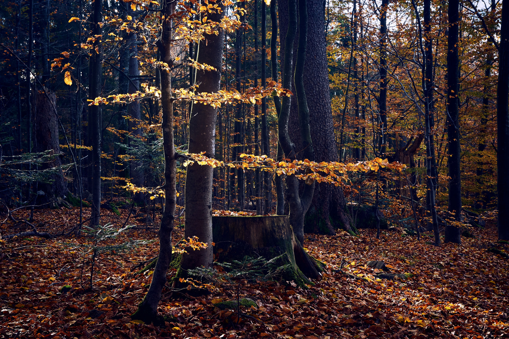 im Wald_3