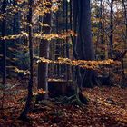 im Wald_3