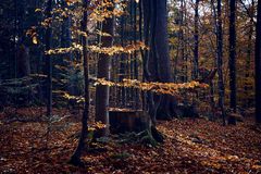 im Wald_3