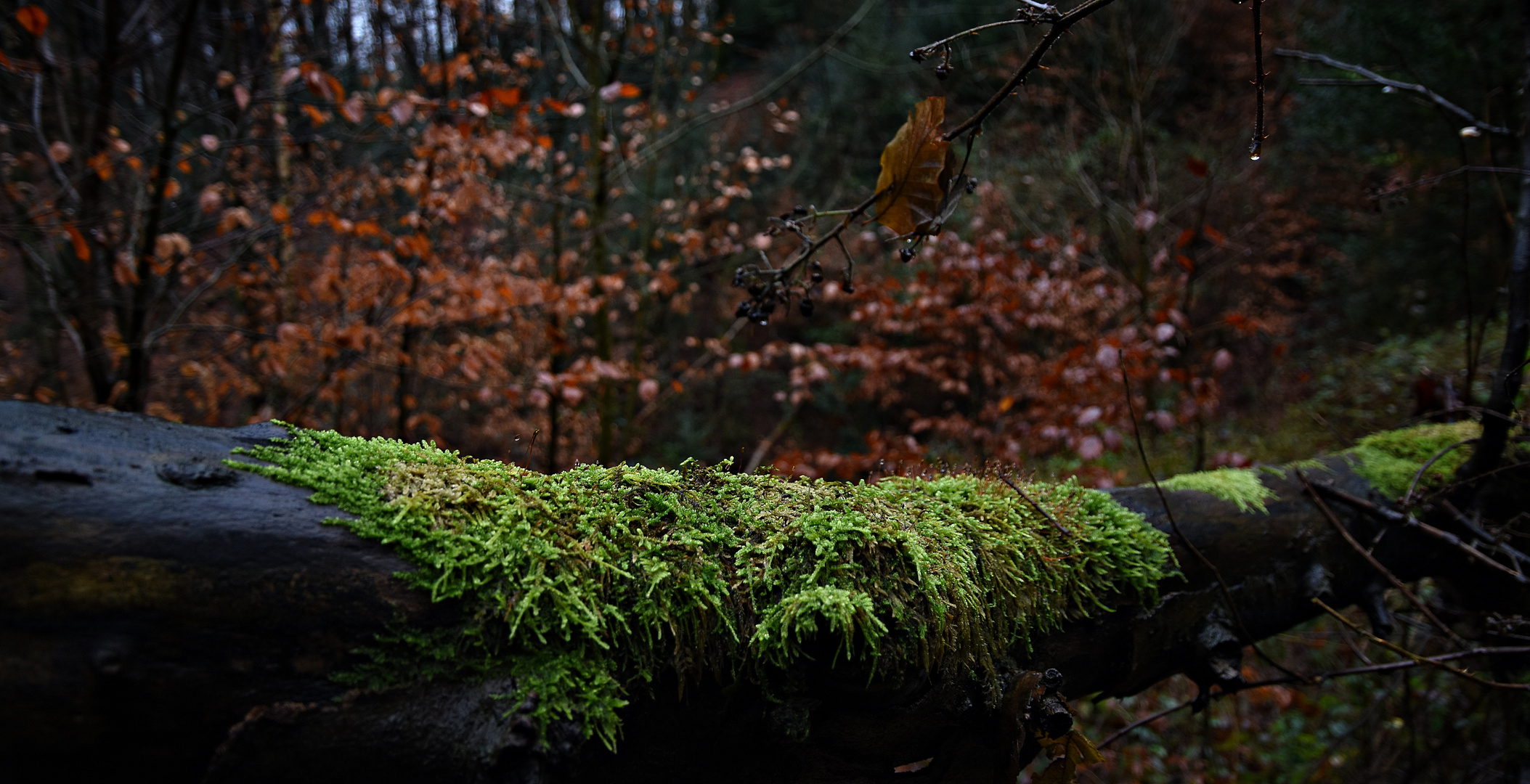 Im Wald(4)