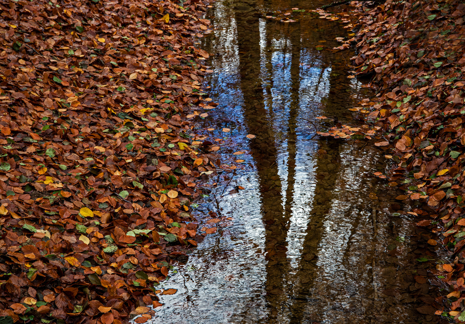 Im Waldbach