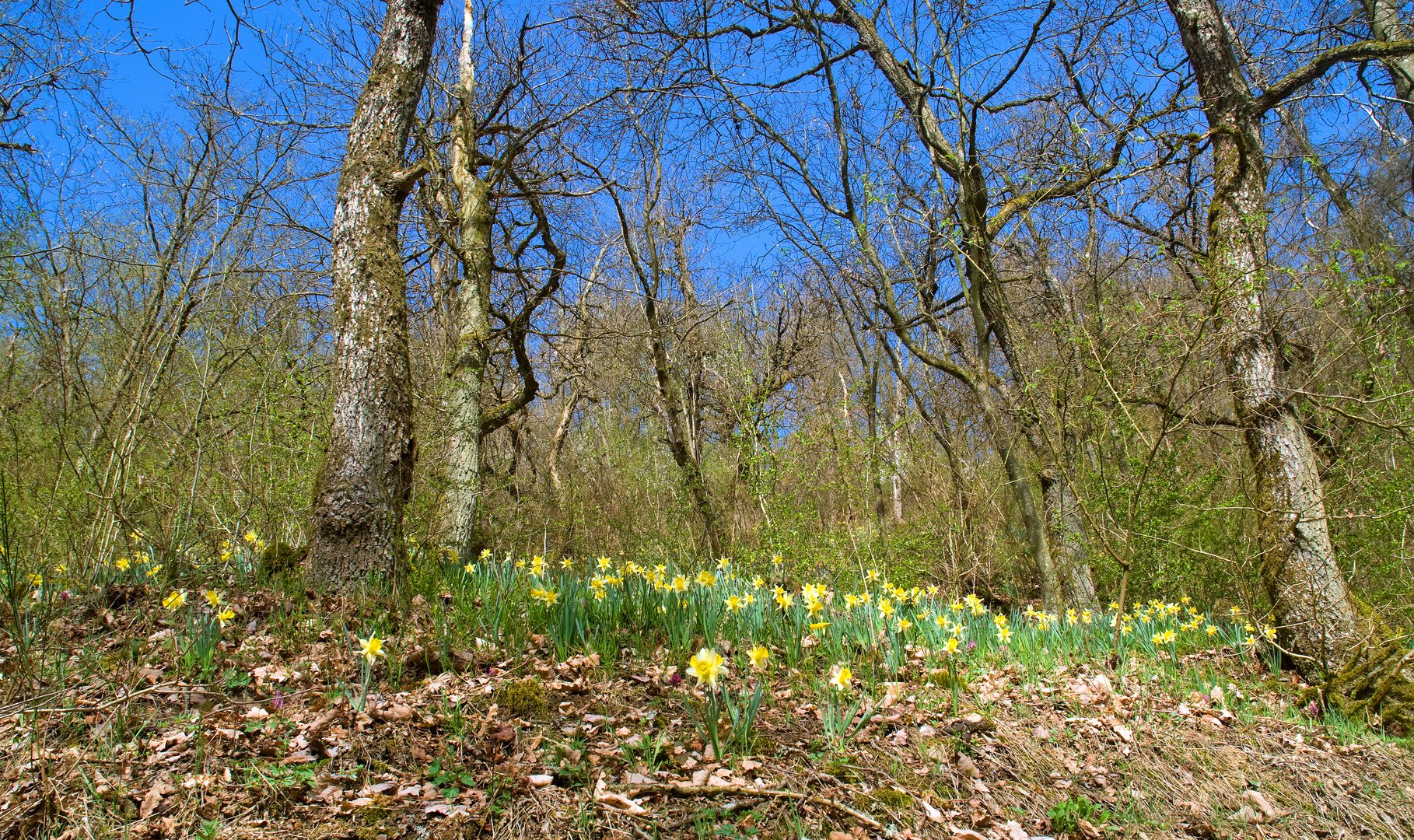 Im Walde der Wilde Narzissen (Narcissus pseudonarcissus)