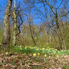 Im Walde der Wilde Narzissen (Narcissus pseudonarcissus)