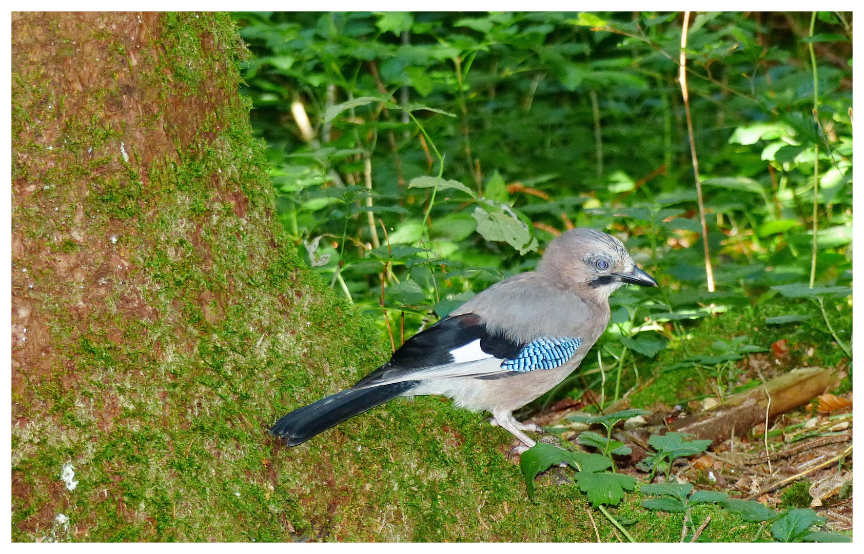 ..im  Wald...EichelHäher