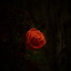 im Wald...eine Rose