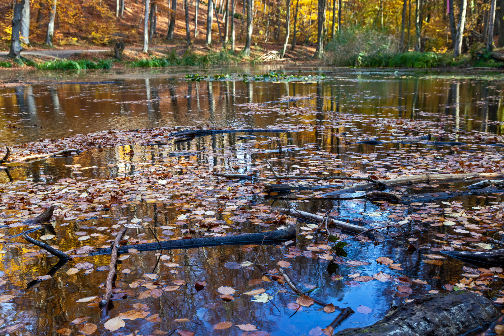 Im Waldteich