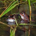 Im Waldteich entdeckt