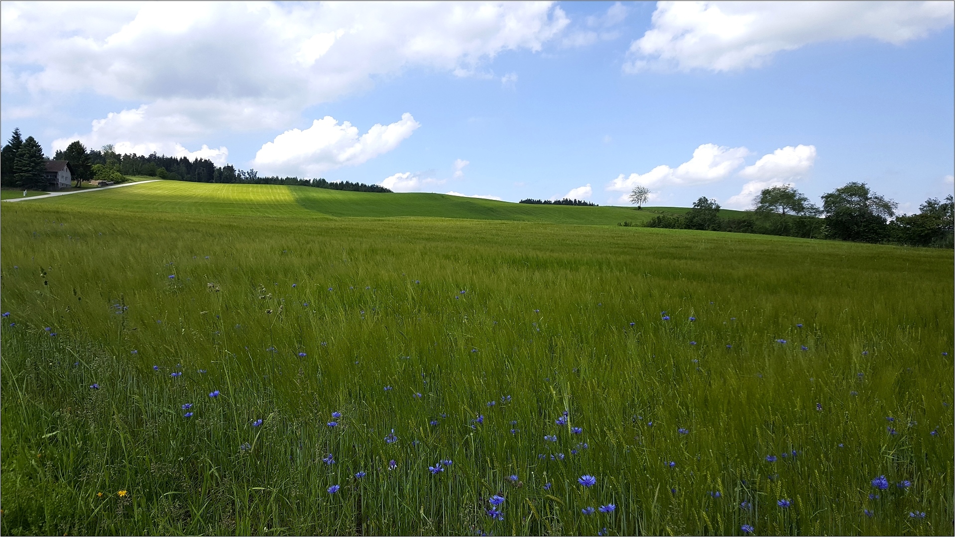 im waldviertel