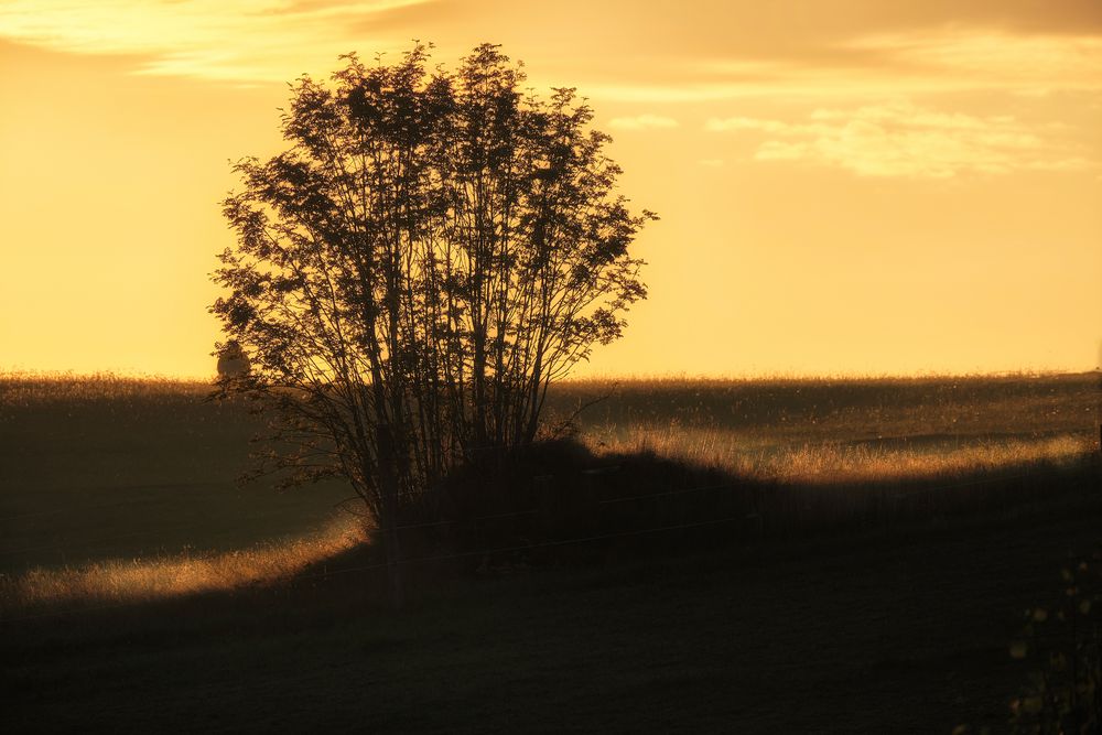 Im Waldviertel geht die Sonne auf