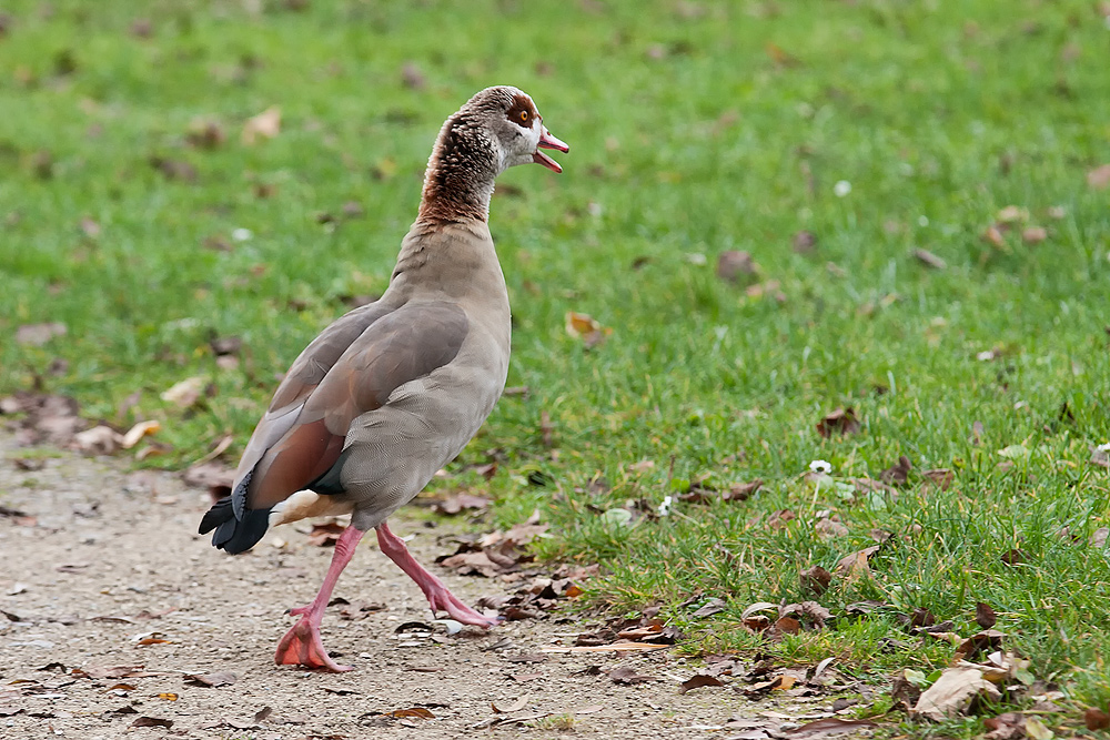 I´m walking....