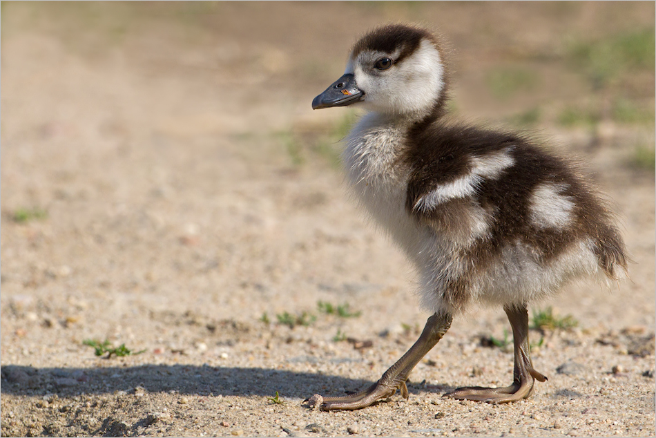 I`m walking