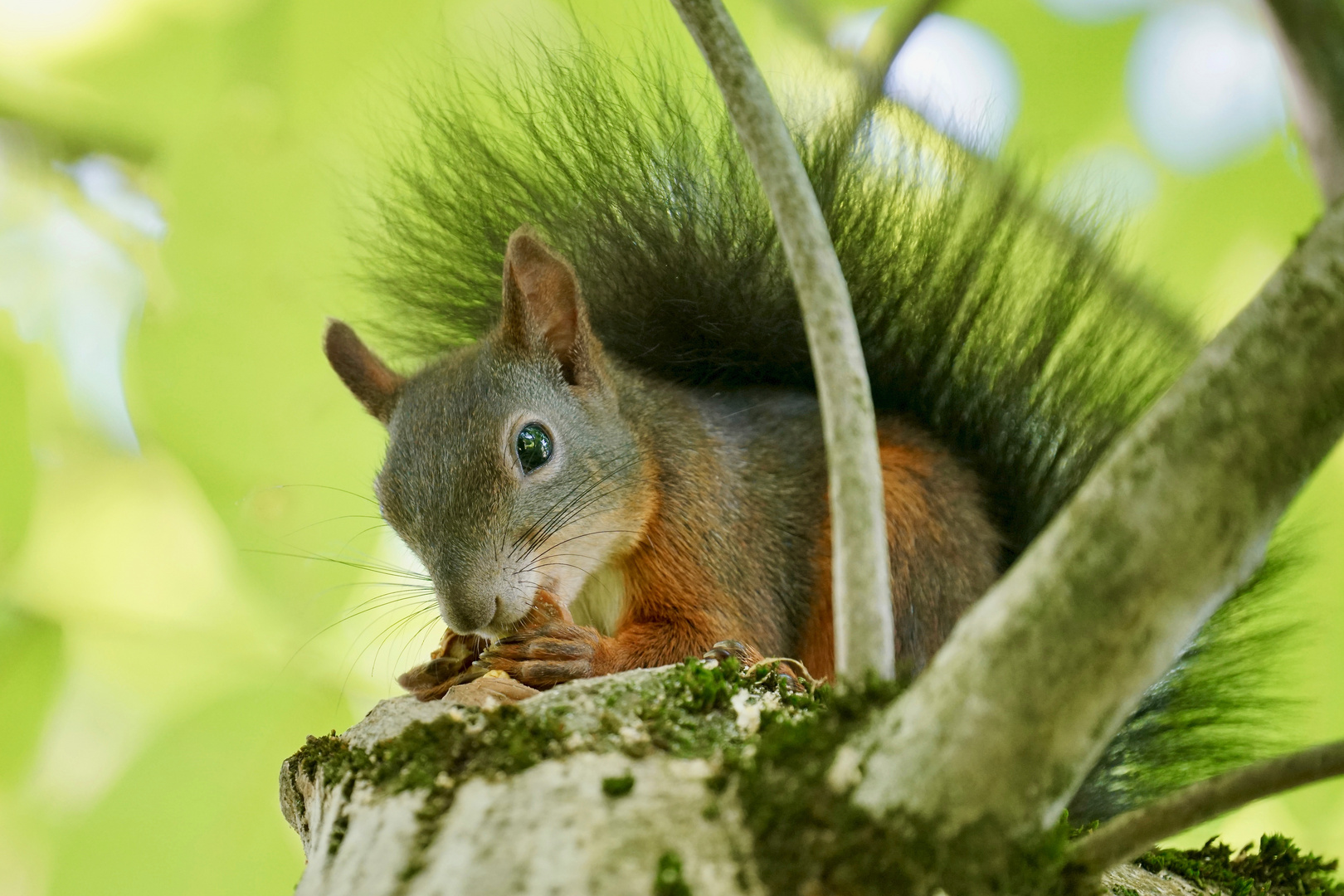 im Walnußbaum