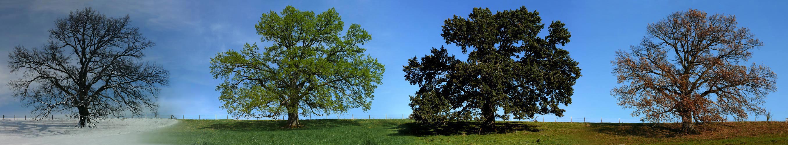 Im Wandel der Zeit (nach rechts scrollen) Foto & Bild natur