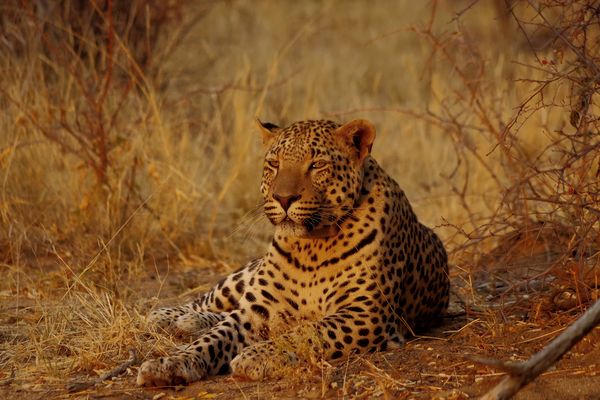 im warmen Abendlicht