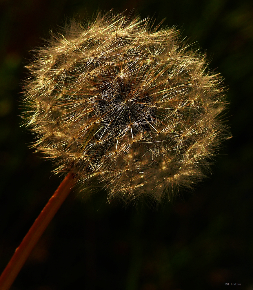 im warmen Abendlicht