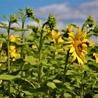 im warmen Wind wiegen sich die Sonnenblumen 