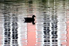 Im Wasser