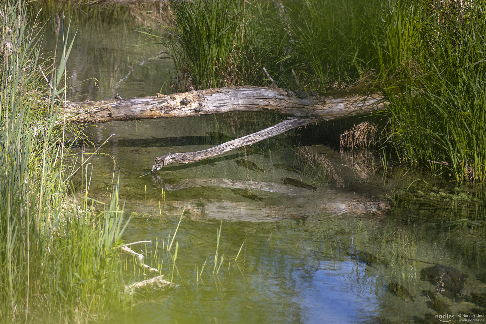 Im Wasser