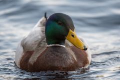 Im Wasser
