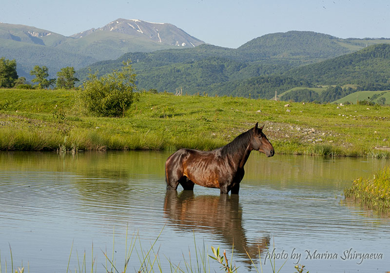 im Wasser