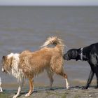 Im Wasser bin auch ich ganz groß