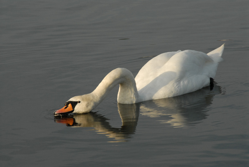 Im Wasser bis zum Hals