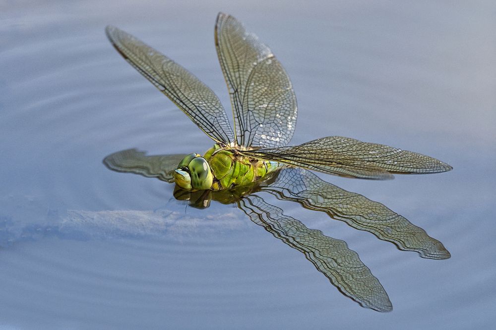 im Wasser...