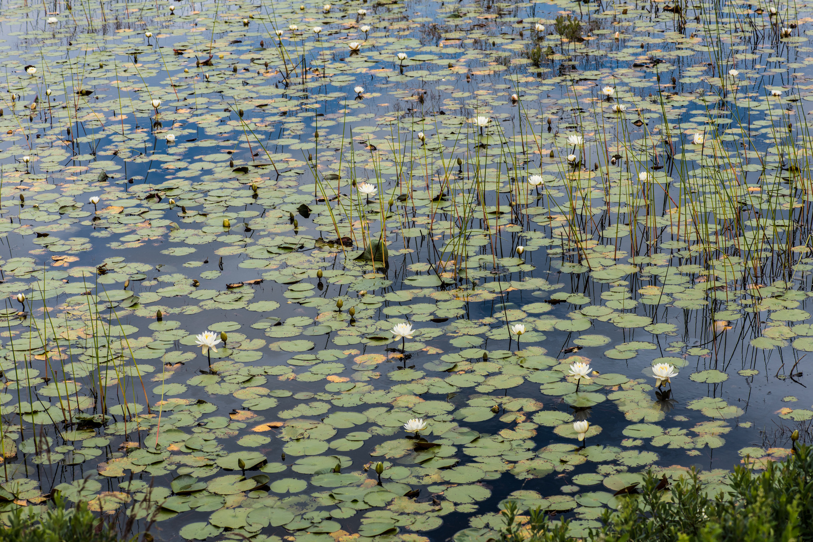 Im Wasser                                  DSC_3704