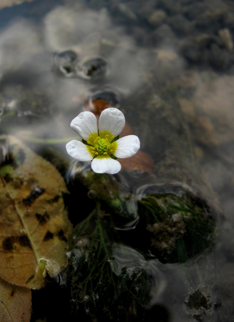 Im Wasser...