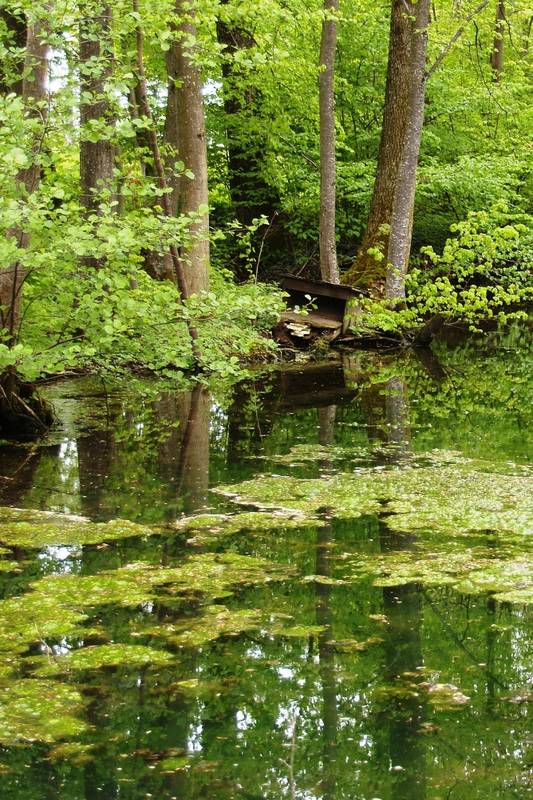 Im Wasser von Wolfgang Tischlinger