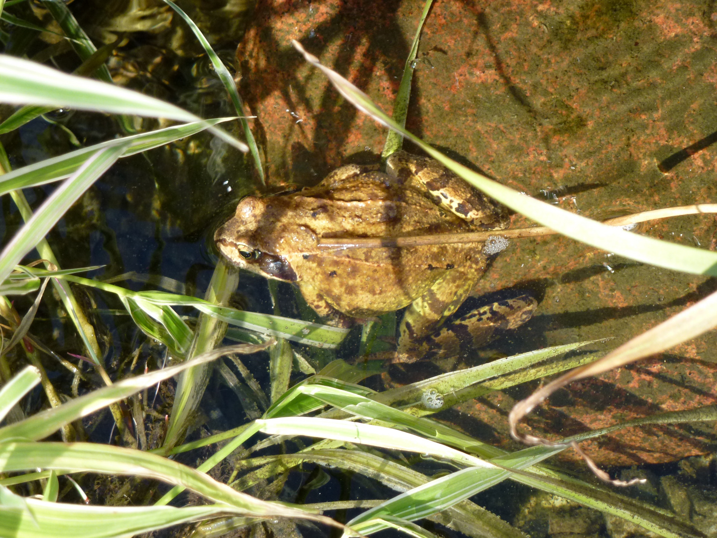 im Wasser erwischt