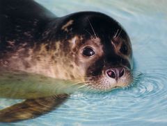 Im Wasser fühl' ich mich am wohlsten