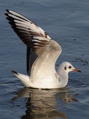 Im Wasser fühl ich mich wohl