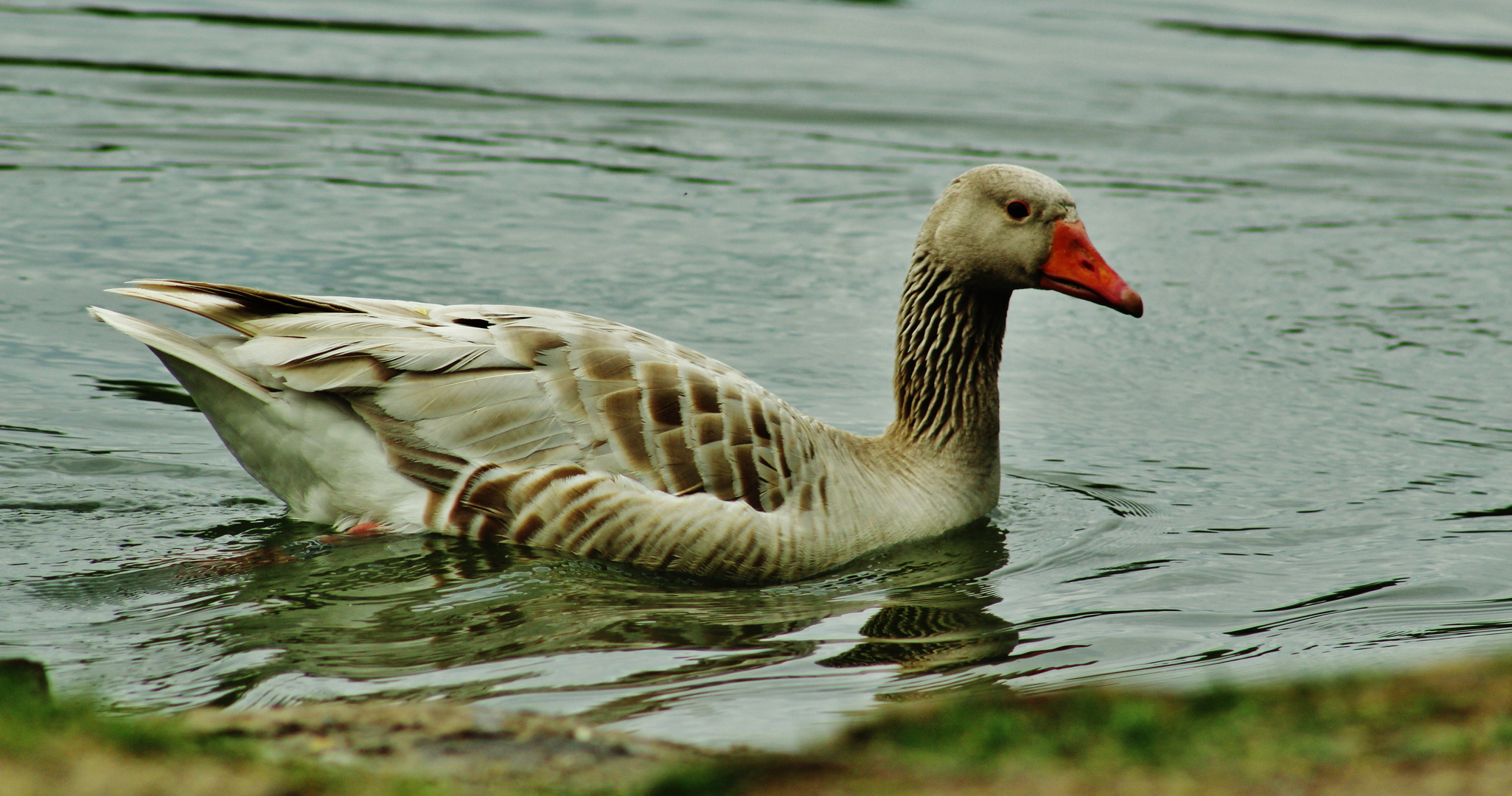 Im Wasser fühlt sie sich wohl