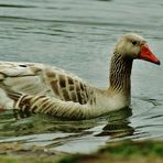 Im Wasser fühlt sie sich wohl