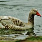 Im Wasser fühlt sie sich wohl