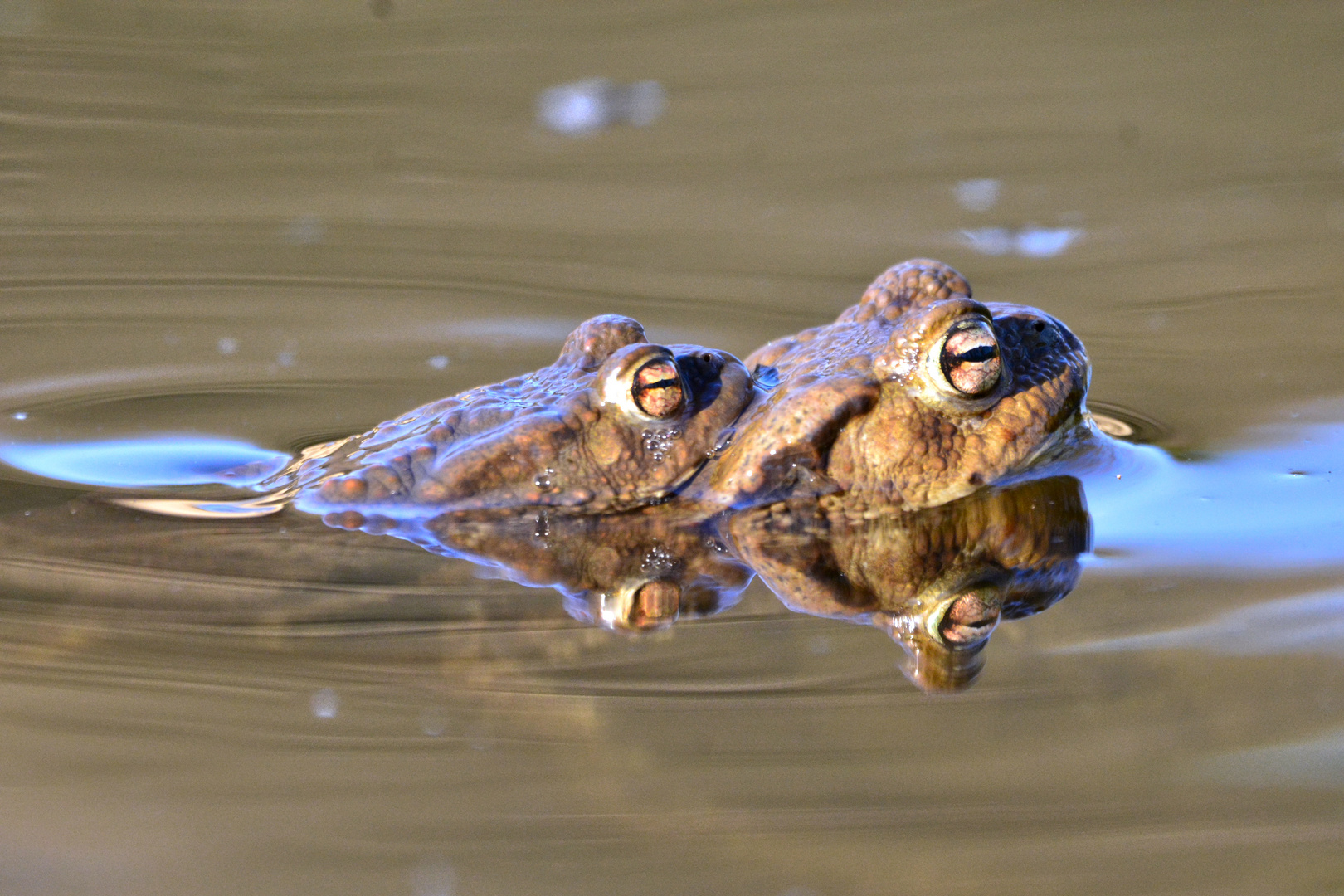 Im Wasser ist alles leichter