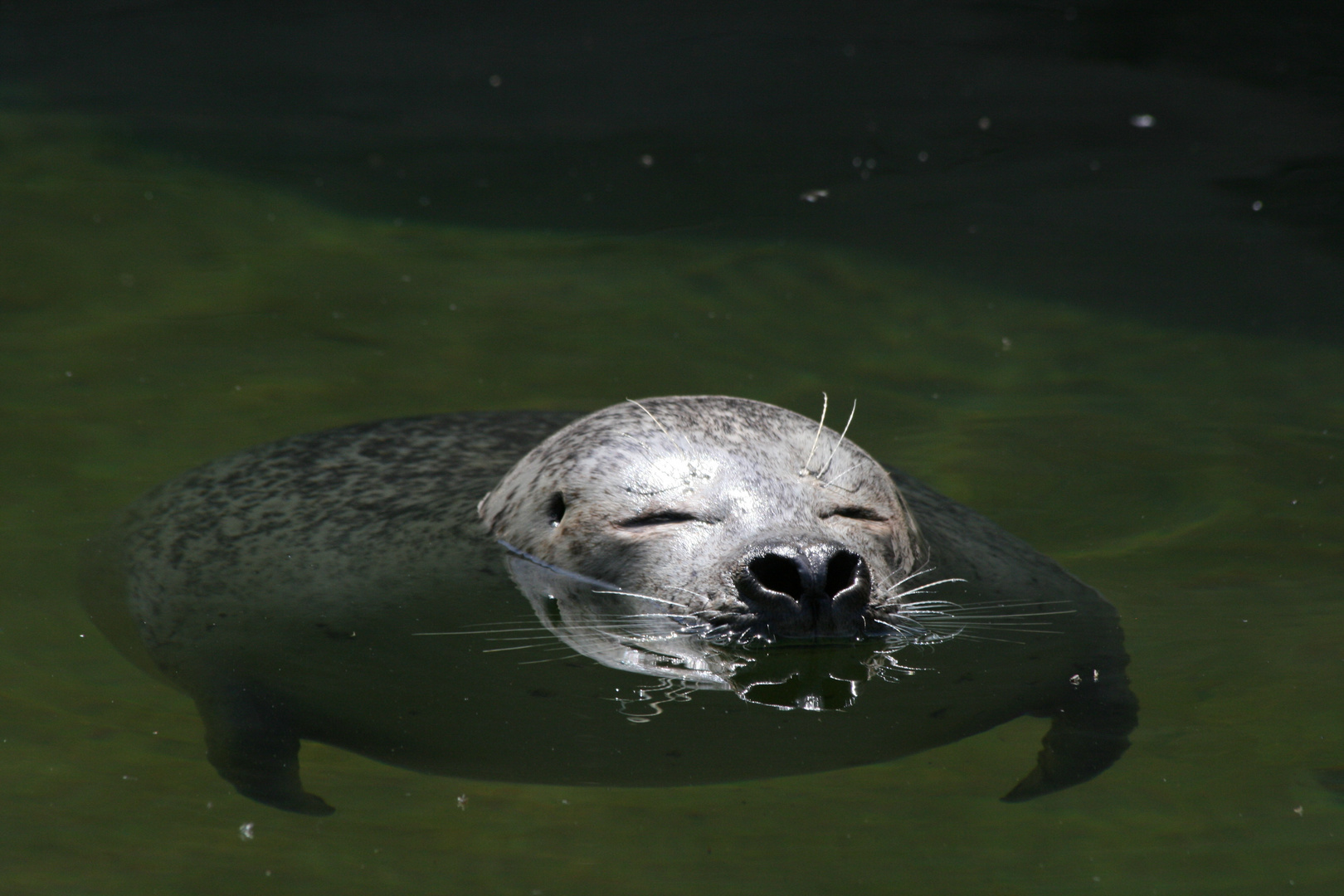 Im Wasser ist mir so wohl