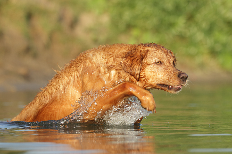 Im Wasser lässt es sich aushalten