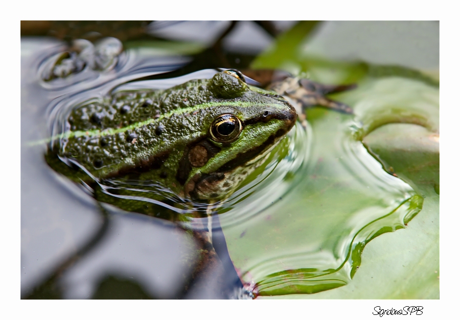 Im Wasser relaxen....bei den Temperaturen :-)