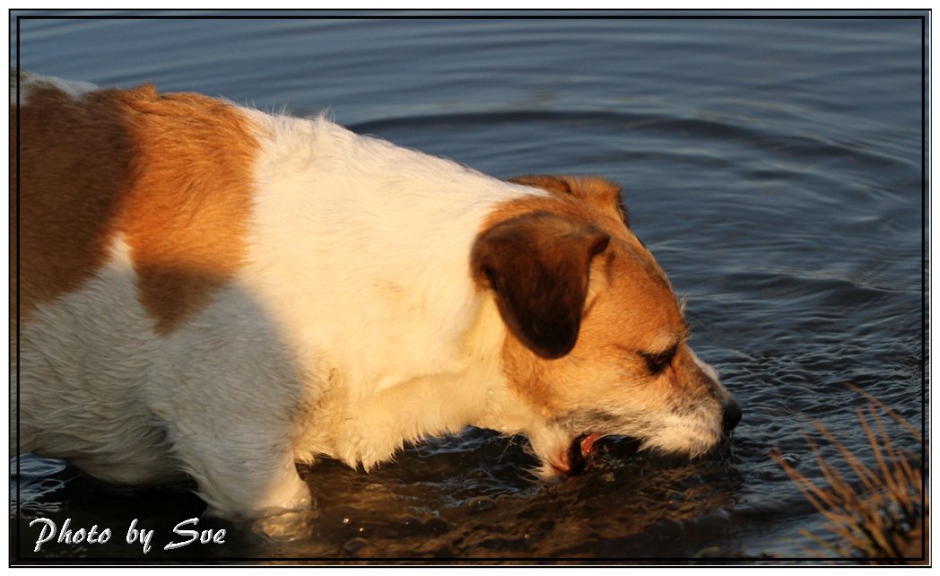 Im Wasser schlabbern