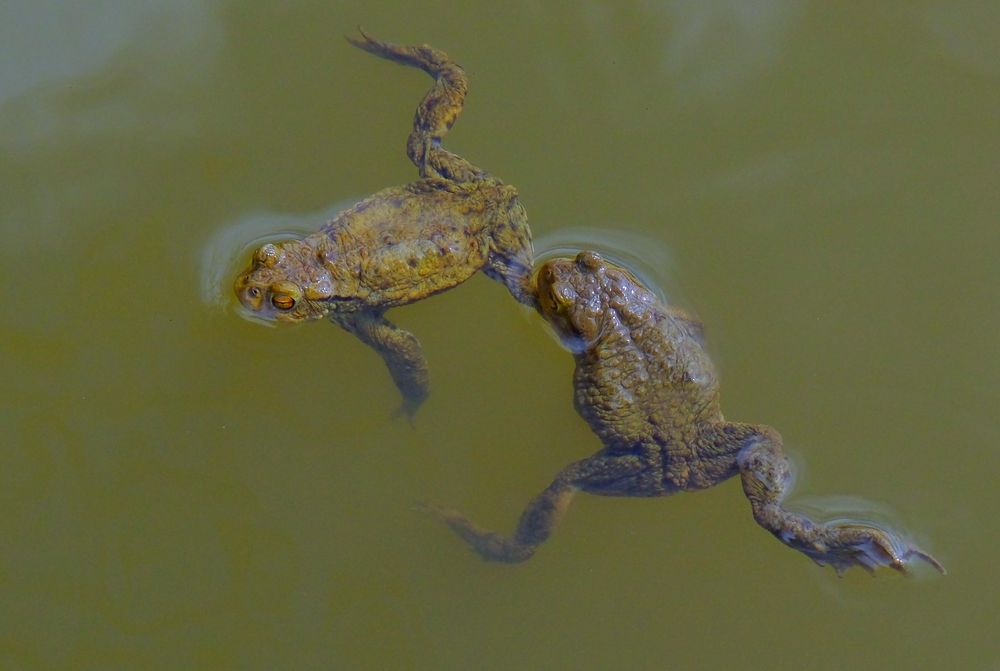 im Wasser spielen