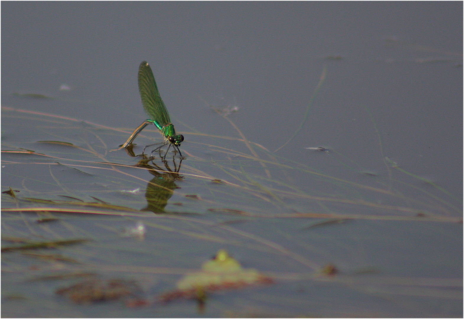 Im Wasser versteckt