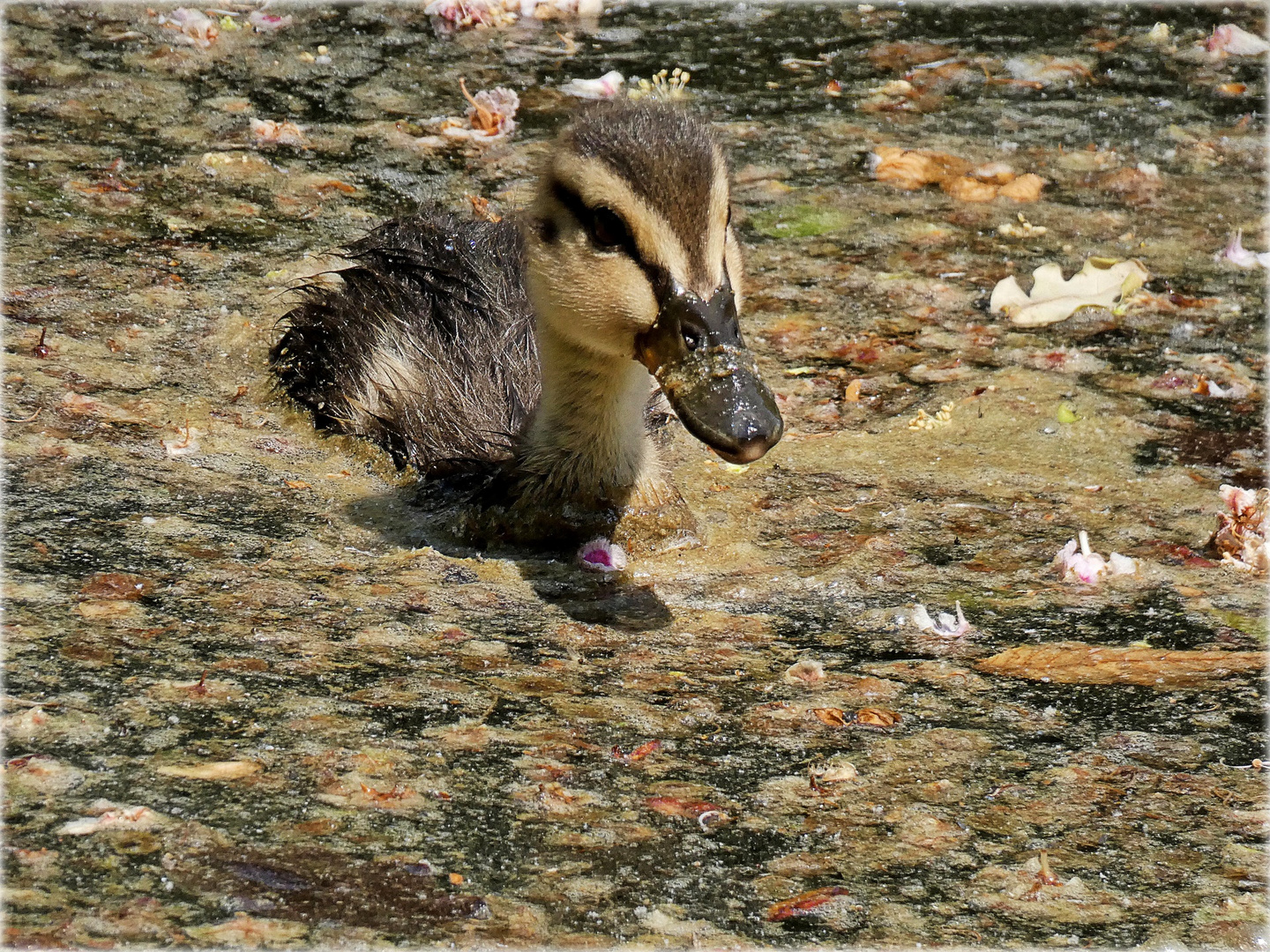 Im Wasser voller Blüten und Blätter ...