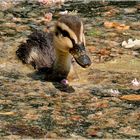 Im Wasser voller Blüten und Blätter ...