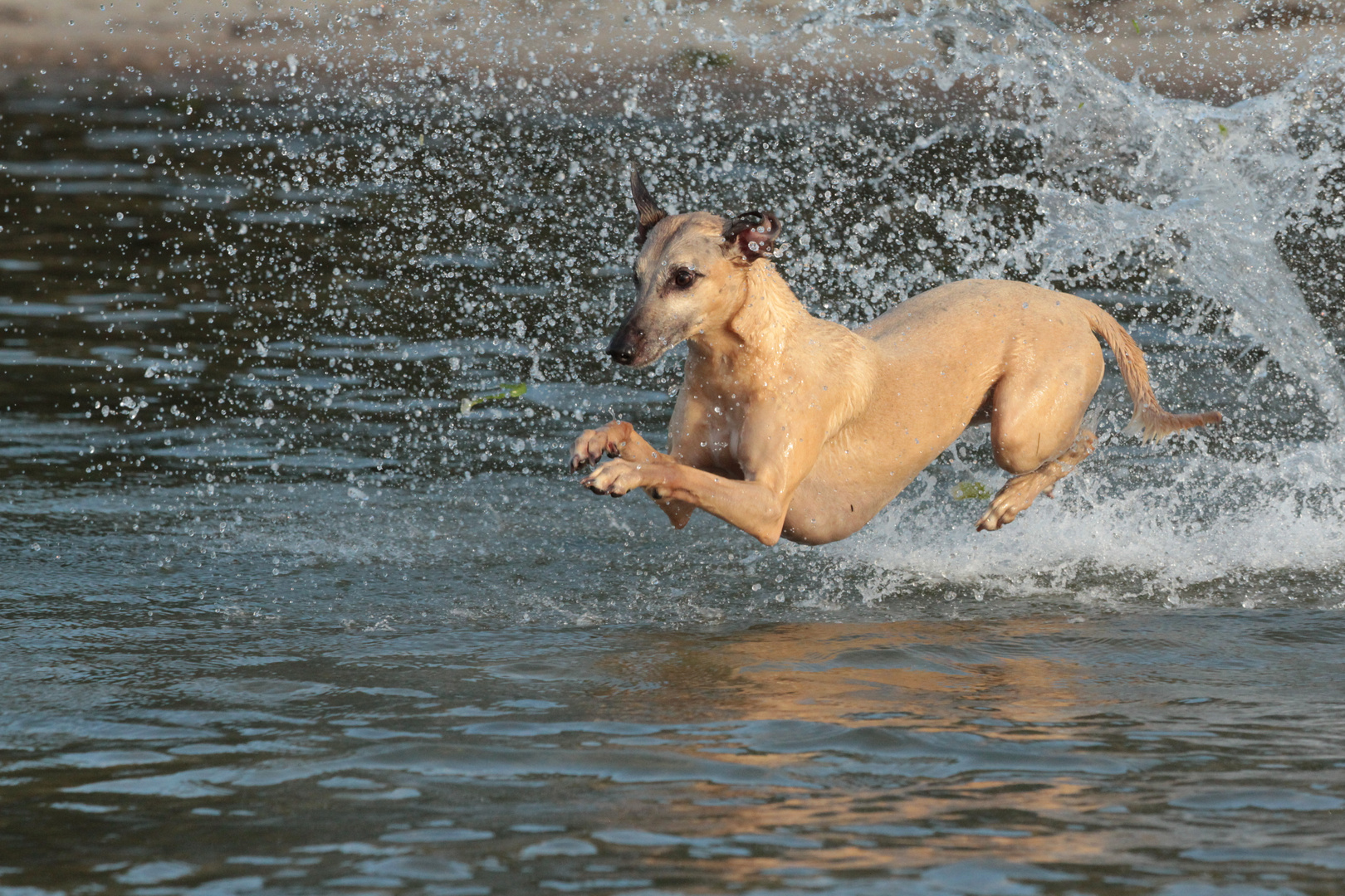 Im Wasser wird mein Whippet Helvetio vom Sehhund/Sichtjäger zum Seehund