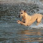 Im Wasser wird mein Whippet Helvetio vom Sehhund/Sichtjäger zum Seehund